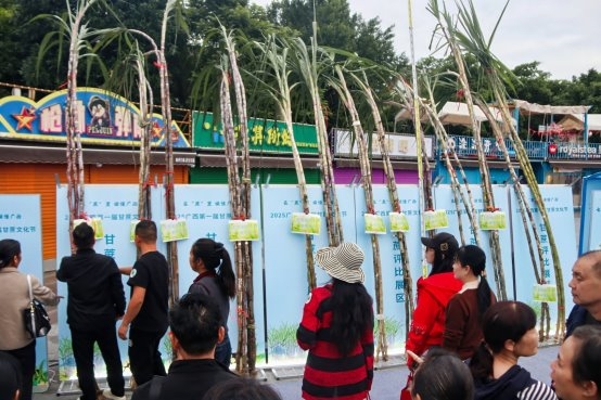 广西首届甘蔗文化节在百色田阳隆重举行