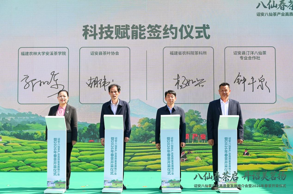 八仙春茶启 丹诏美茗扬——诏安八仙茶产业高质量发展推介会暨2026年春茶开采仪式圆满举行
