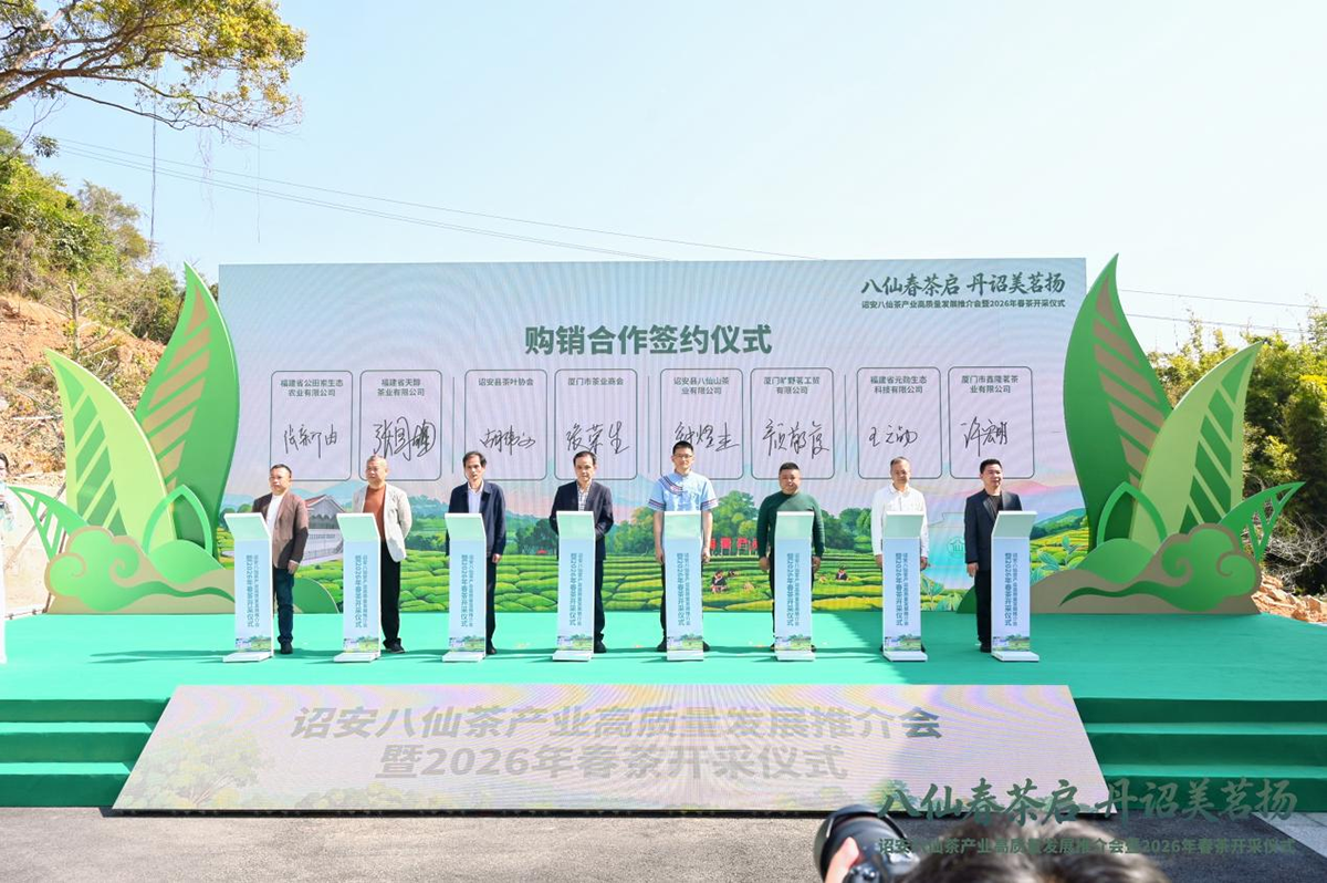 八仙春茶启 丹诏美茗扬——诏安八仙茶产业高质量发展推介会暨2026年春茶开采仪式圆满举行