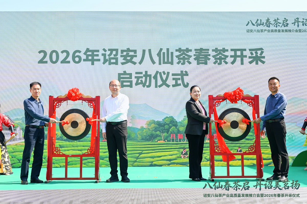 八仙春茶启 丹诏美茗扬——诏安八仙茶产业高质量发展推介会暨2026年春茶开采仪式圆满举行