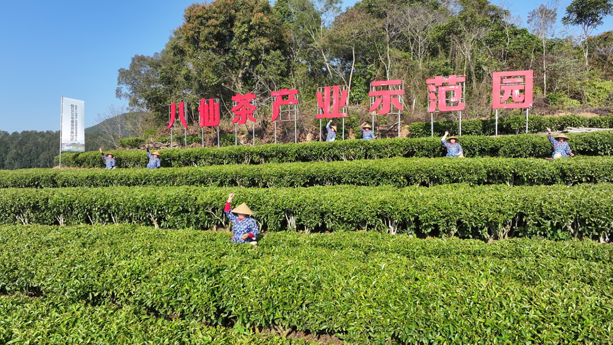 八仙春茶启 丹诏美茗扬——诏安八仙茶产业高质量发展推介会暨2026年春茶开采仪式圆满举行